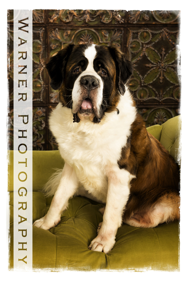 A studio pet portrait of a St. Bernard named Watson at the Warner Photgraphy Studio on a green couch