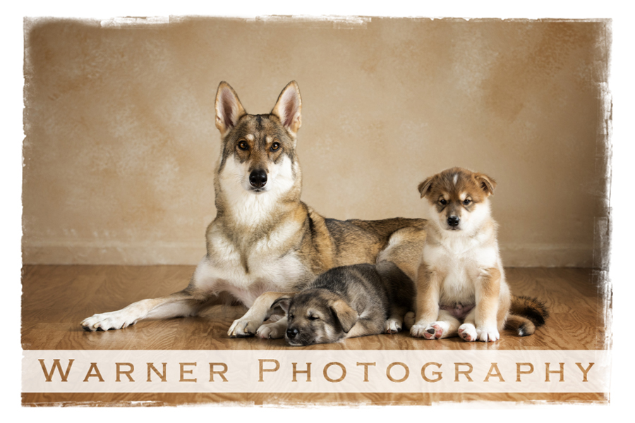 A pet portrait of a dog named Zoey and her boy puppies at the Warner Photography Studio