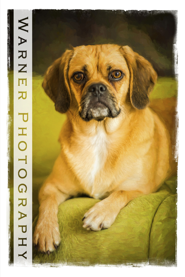 A studio pet portrait of a dog named Frankie on a lime green couch