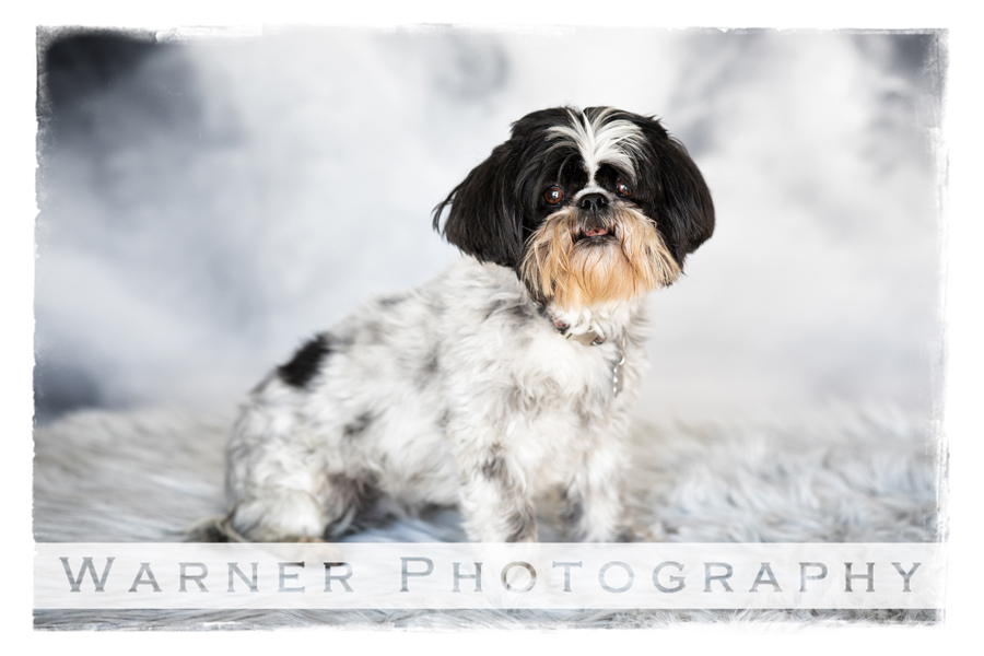 Studio pet portrait of Maggie for her Pet Portrait special